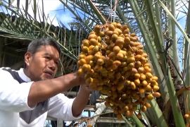 Mengintip kebun pembibitan pohon kurma milik warga Sleman