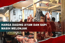 Harga daging ayam dan sapi masih melonjak