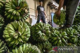 Pengiriman buah pisang ke Kalimantan Page 3 Small