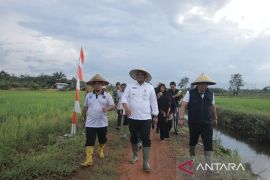 Alokasi pupuk subsidi di Bangka Belitung bertambah jadi 5.869 ton