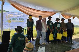 Panen raya demo padi kerja sama BSIP Lampung dengan GGF