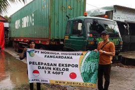 PT MORIFA lepas ekspor 20 ton daun kelor kering ke China