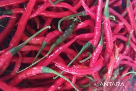 Cabai dan ayam ras masih menjadi indikator inflasi di Pematangsiantar