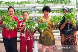 Sudin KPKP bersama KWT Nelayan panen pakcoy di Kepulauan Seribu