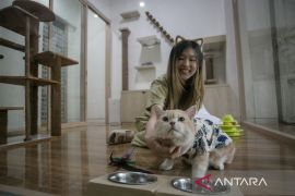 Jasa penitipan kucing di Solo
