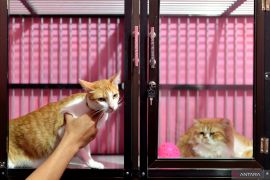 Berita unggulan akhir pekan, jasa penitipan hewan jelang Lebaran hingga banjir lahar dingin Marapi