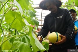 Wisata petik melon di Madiun