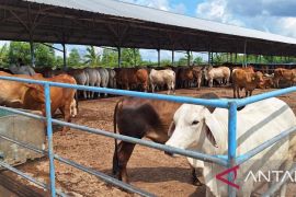 Pangkalpinang sediakan 700 ekor sapi potong sambut lebaran