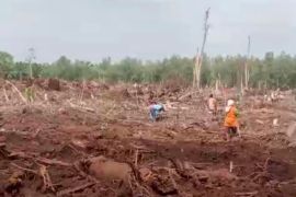 Protes lahan tetap ditanami akasia, warga Olak hadang perusahaan