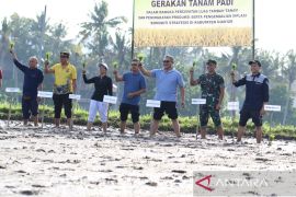 Pemkab Gianyar lakukan gerakan tanam 2.700 kg benih padi di Celuk