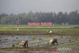 Kelompok tani di Solok terima klaim asuransi gagal panen akibat banjir