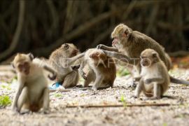 Kemenkes:  Belum ada risiko kasus virus B di Indonesia