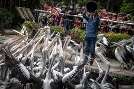 Kerja ekstra satwa Ragunan di musim liburan
