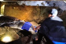 BBKSDA NTT catat konflik manusia-buaya paling banyak di Pulau Timor