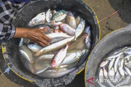 Cegah kematian dengan sarden dan teri hingga modus penipuan surat PHK