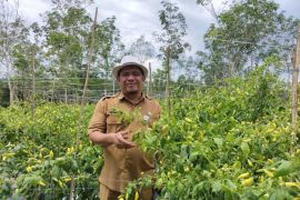 Pemkab Paser - BI Balikpapan kembangkan cabai dan bawang merah