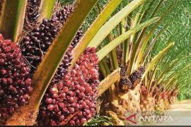 Harga minyak sawit mentah di Kaltim  capai Rp11.987,82 per kg