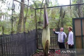 Bunga bangkai tertinggi di dunia mekar pekan ketiga April di Kebun Raya Cibodas