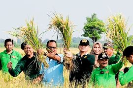 Ratusan Ha sawah di Situbondo siap panen musim tanam dua