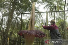 Bunga bangkai mekar di Kebun Raya Cibodas