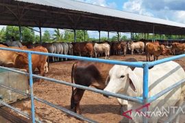 Harga daging sapi di Pangkalpinang turun pascalebaran