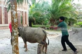 Begini cara Pemkab Nagan Raya cegah penyakit ngorok pada ternak kerbau dan sapi