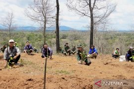 Denhubrem Banjarmasin tanam 4.000 bibit Kopi "Meratus" di lahan eks karhutla