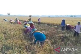 Disperta Kabupaten Madiun catat produksi padi MPI mencapai 82.431 ton