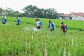 Distan Karawang lakukan gerakan pengendalian hama sundep