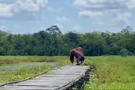 BKSDA searches for four orangutans spotted in Tabalong