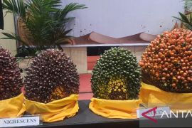 Petani sawit Jambi gunakan bibit sawit 'Topaz' produksi meningkat