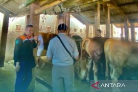 Pemkab Bangkalan tingkatkan populasi sapi lewat Sikomandan dan IB