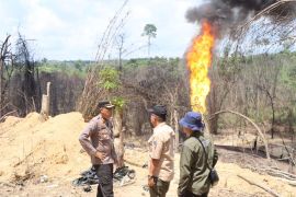 Api bekas sumur minyak ilegal di Tahura Batanghari menyala lagi