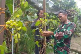 Anggota TNI ajak warga Lombok Tengah tanam pohon anggur