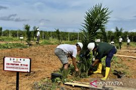 Kementan terbitkan rekomendasi PSR bagi 5.989 hektare kebun sawit di Kalsel