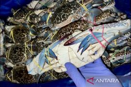 DPRD Seruyan dukung upaya pemkab jaga populasi kepiting