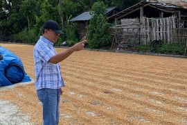 Bulog Jatim siap beli jagung di atas harga acuan pembelian pemerintah