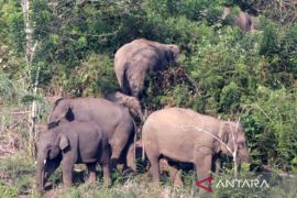 Wild Sumatran elephants destroy home in West Lampung village