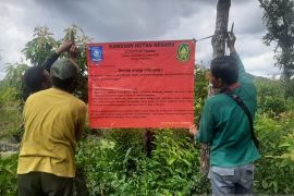Polhut Belitung tertibkan kebun sawit di dalam kawasan hutan