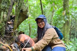 Dua Rafflesia Arnoldi bakal mekar dalam 2-3 minggu ke depan di CA Agam