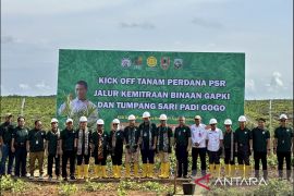 Gapki sebut 513 ribu hektare kebun sawit petani perlu peremajaan