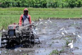 Pemkab Situbondo usulkan petani hutan dapat pupuk bersubsidi