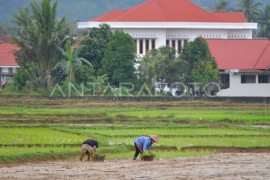 Lahan sawah menyusut di Padang Page 1 Small