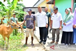 Sekda Gorontalo serahkan bantuan sapi dan bibit jagung di Desa Tamaila