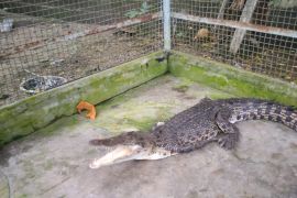 BKSDA Maluku terima buaya muara dari warga Leihitu