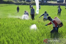 Kuningan gencarkan pengendalian OPT jaga lahan sawah produktif