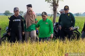 Pemkab Situbondo perluas tanam bibit padi BK 01/02 Agritan di Jatim