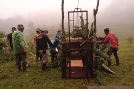 BKSDA Sumbar tangani lima konflik satwa liar di dua kabupaten