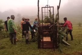 BKSDA Sumbar tangani lima konflik satwa liar di dua kabupaten