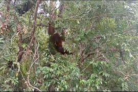 Tak hanya habitat, pakar soroti dampak karhutla bagi kesehatan primata